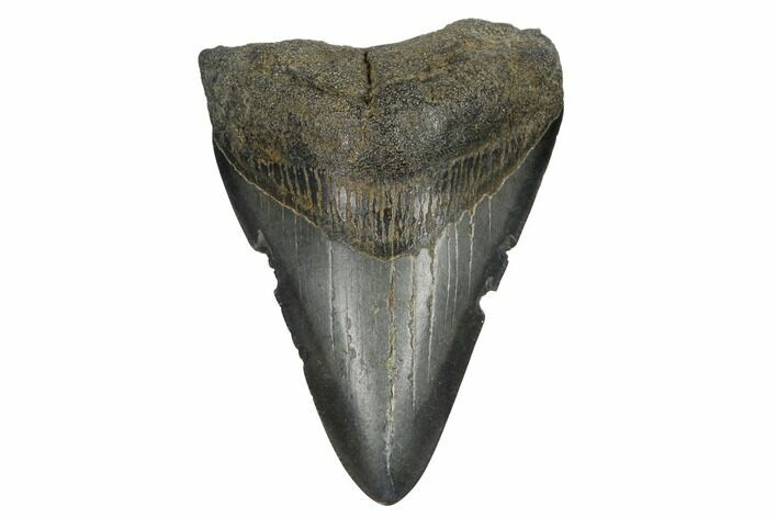 Juvenile Megalodon Tooth - South Carolina #172149